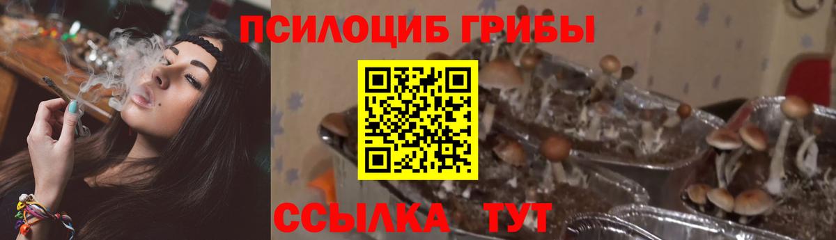 Новокубанск  Галлюциногенные грибы Cubensis  Вход с VPN 
